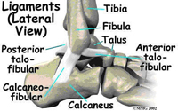 Ankle Sprains in the Athlete: Diagnosis and Treatment