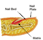 Nail Disorders and Treatments 